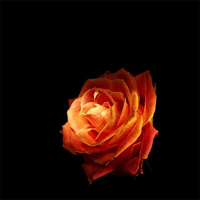 rose