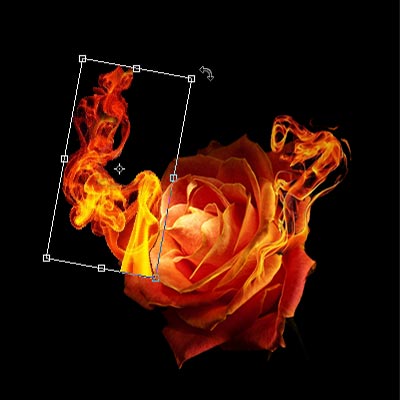 rose