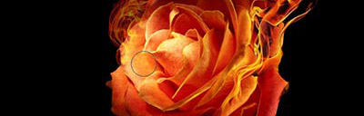 rose