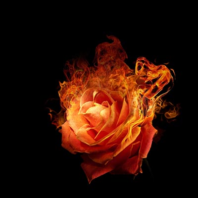 rose