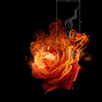 rose
