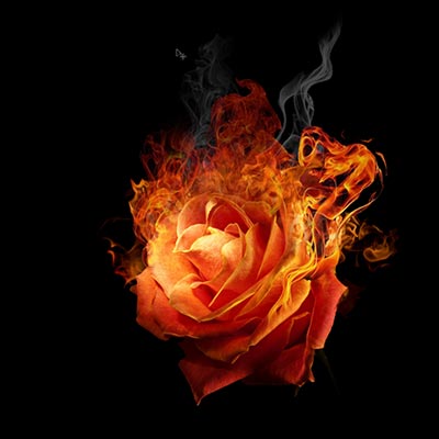 rose