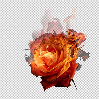 rose