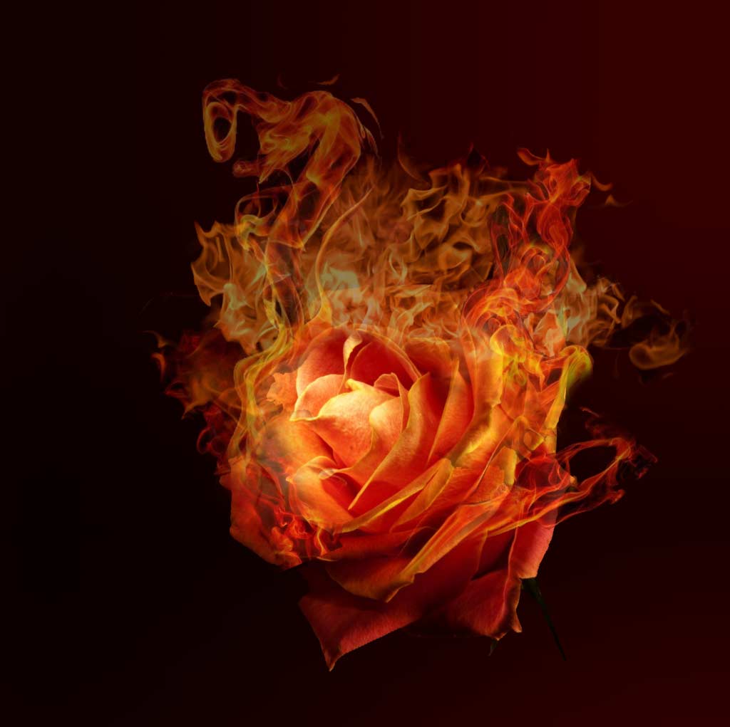 rose finale